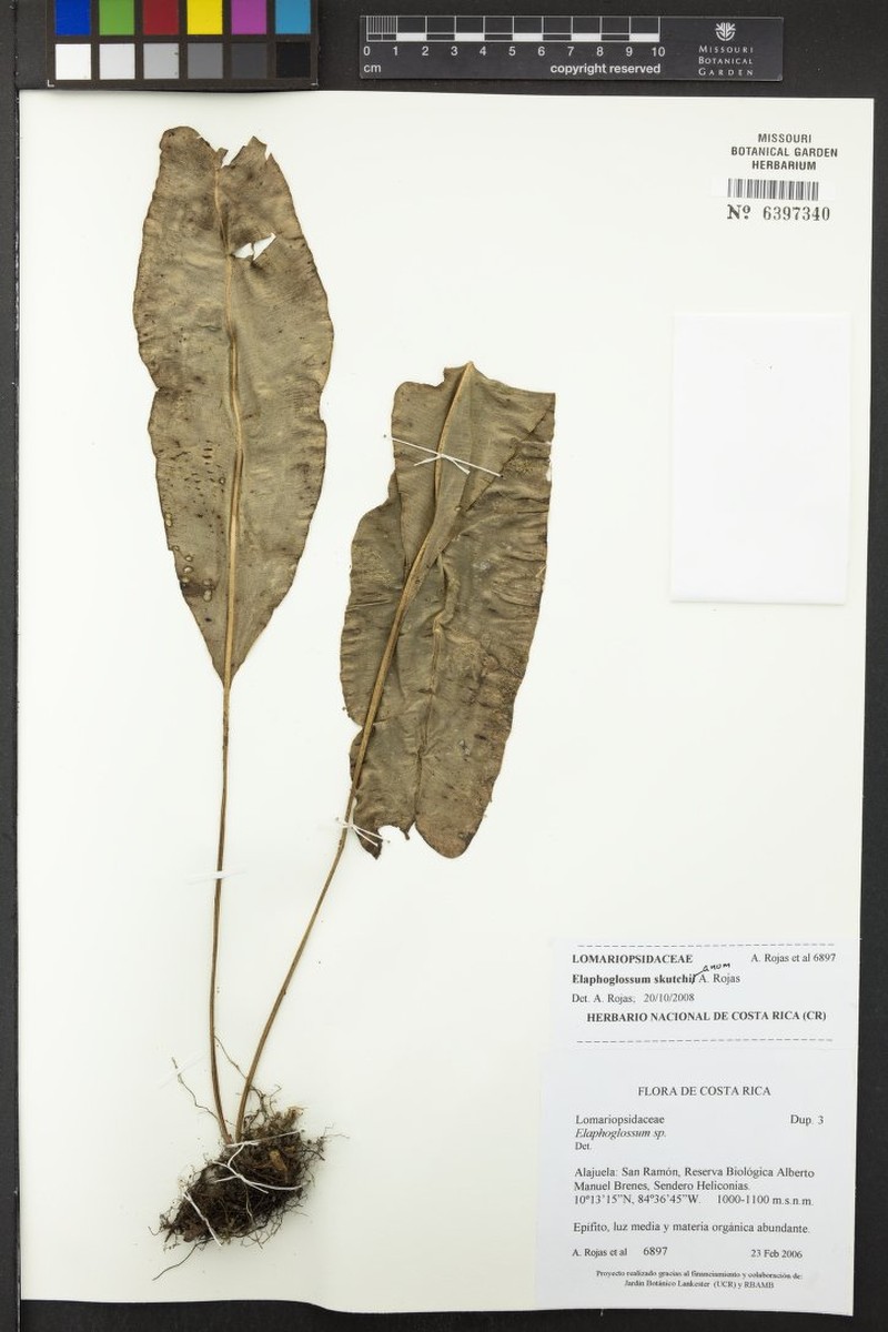 Elaphoglossum skutchianum photo 3