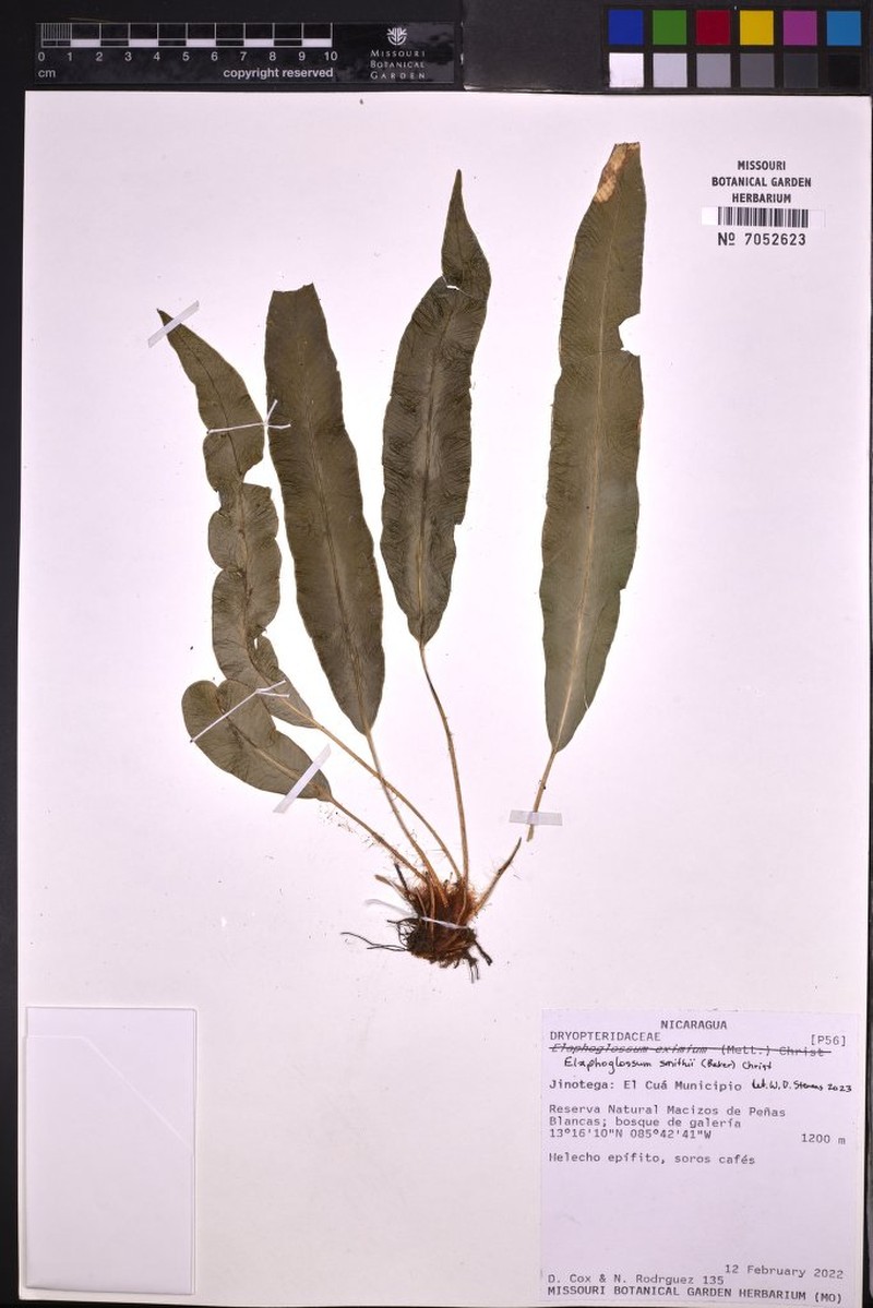 Smith's Tonguefern