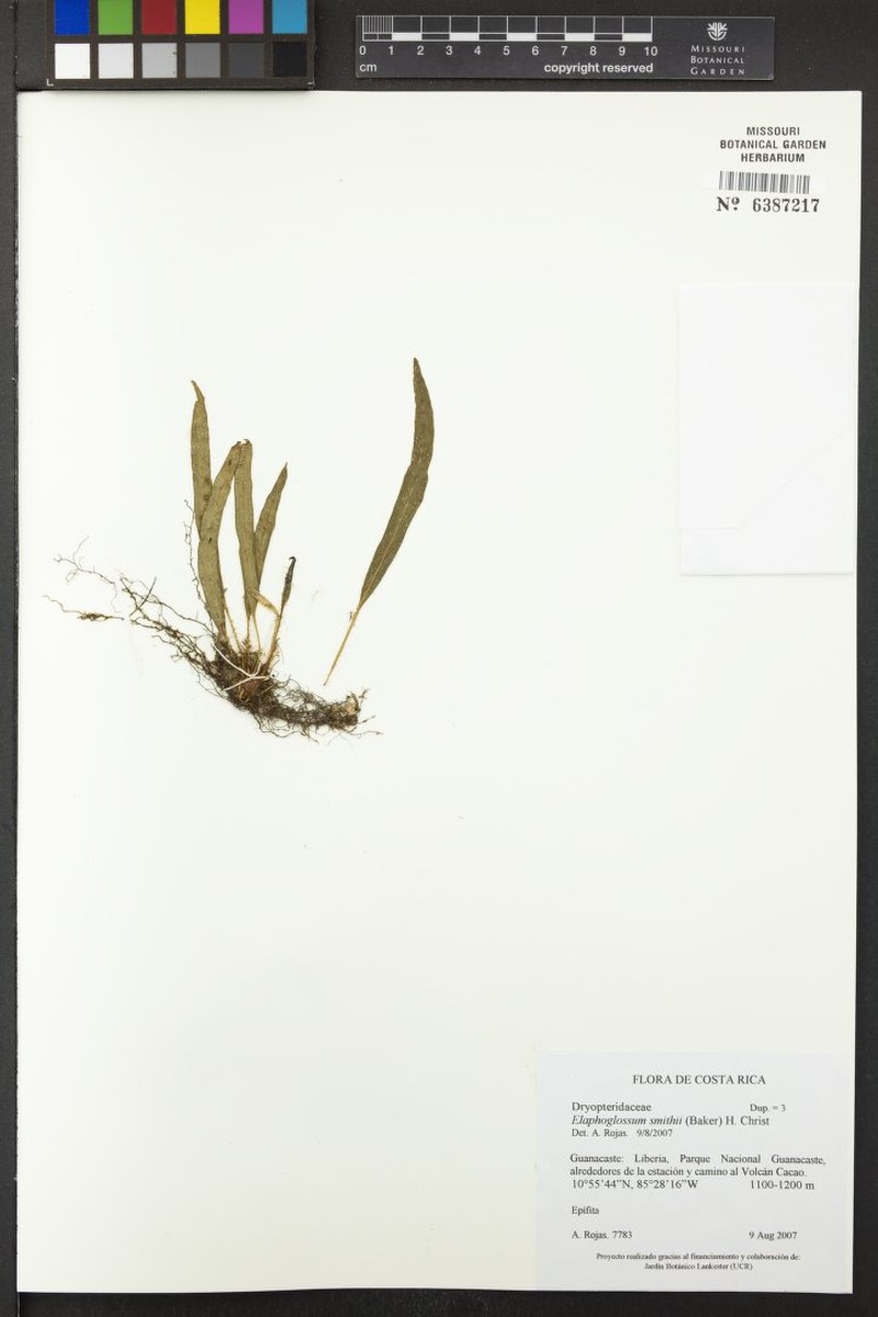 Smith's Tonguefern photo 2