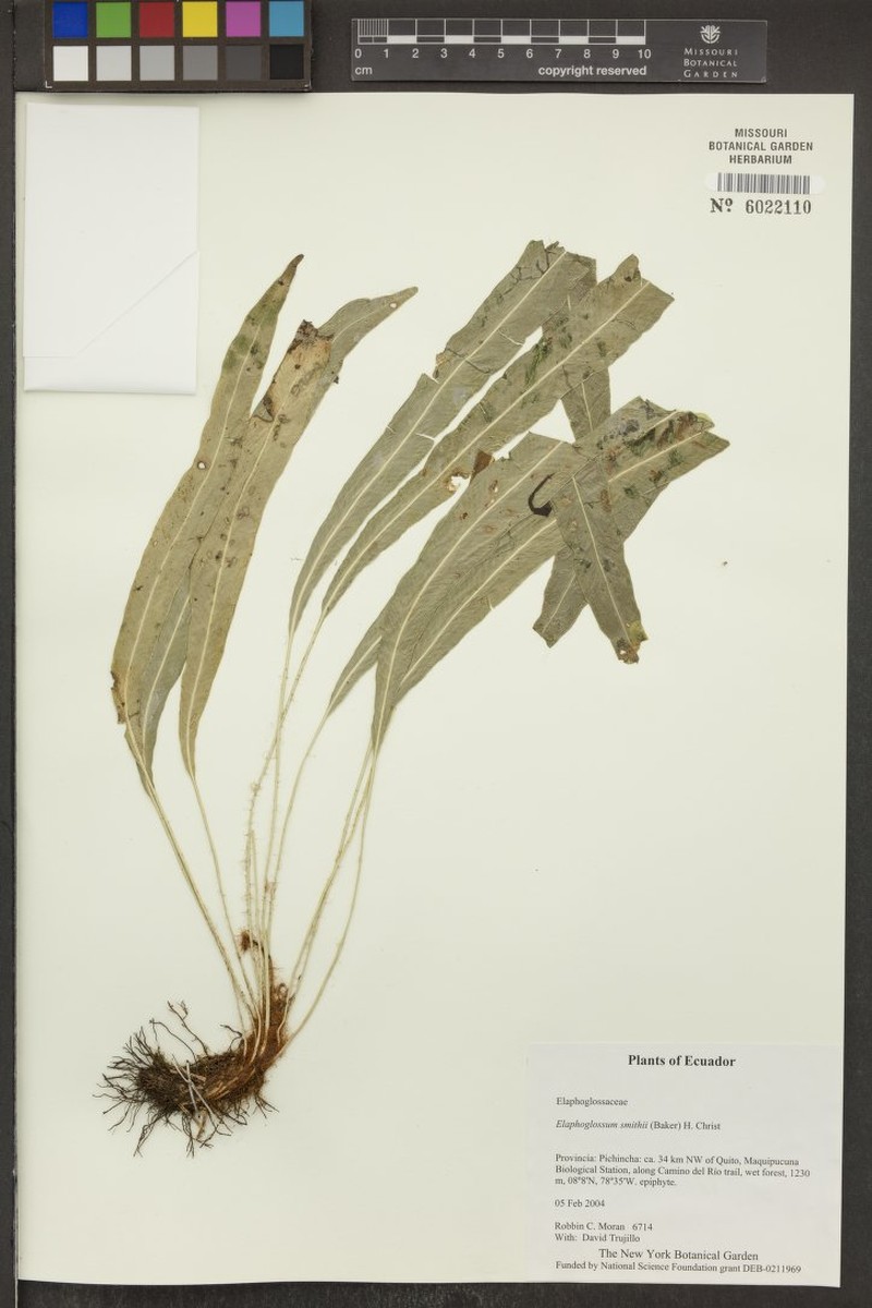 Smith's Tonguefern photo 3