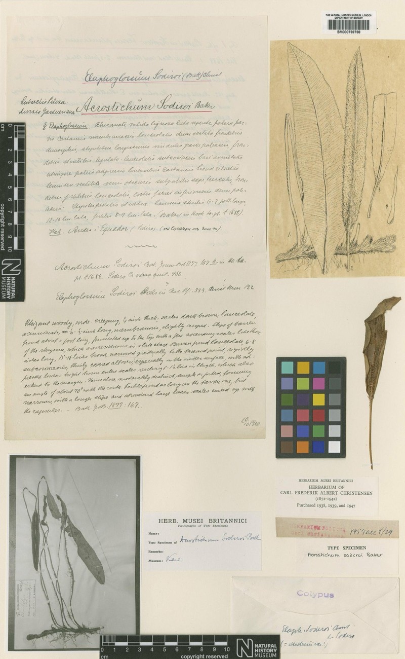 Elaphoglossum sodiroi