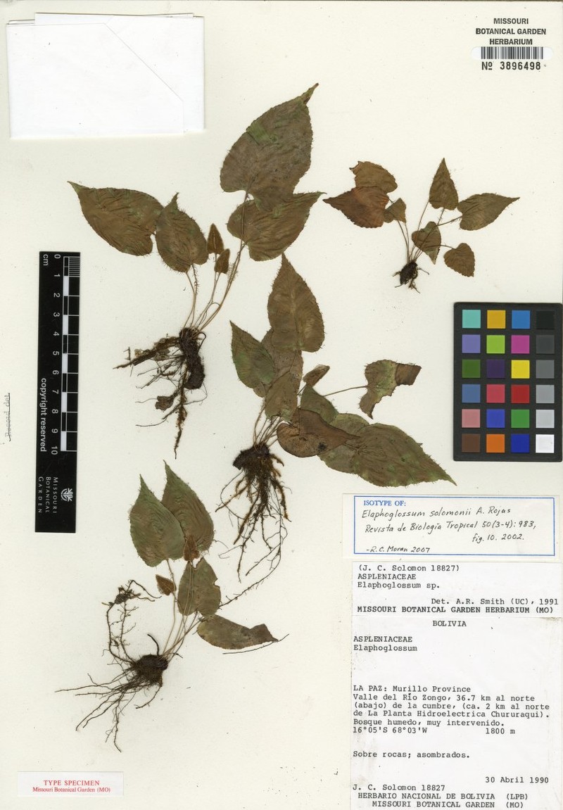 Elaphoglossum solomonii