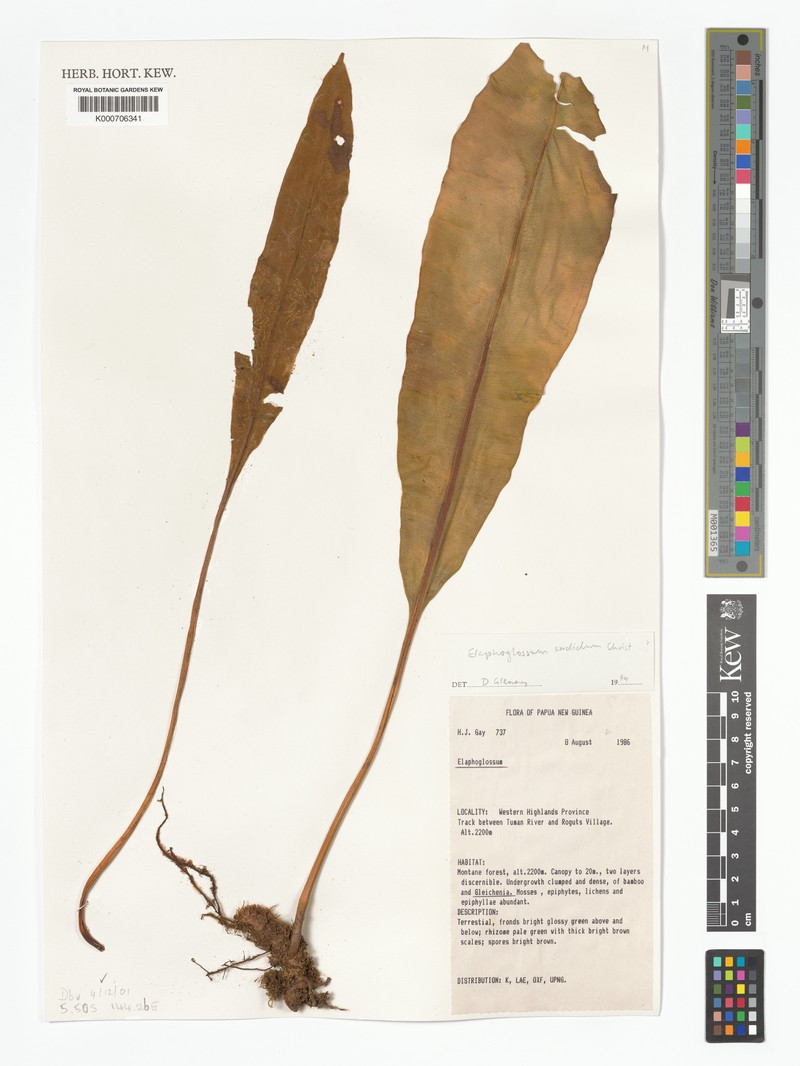 Elaphoglossum sordidum