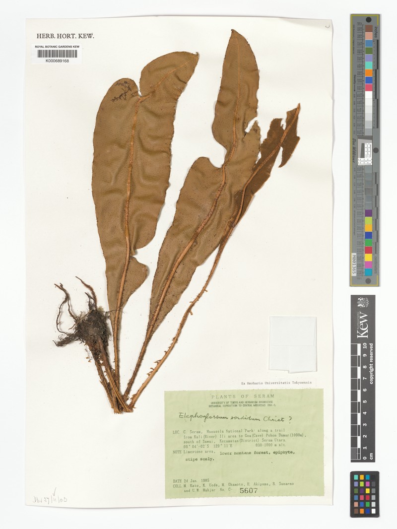Elaphoglossum sordidum photo 2