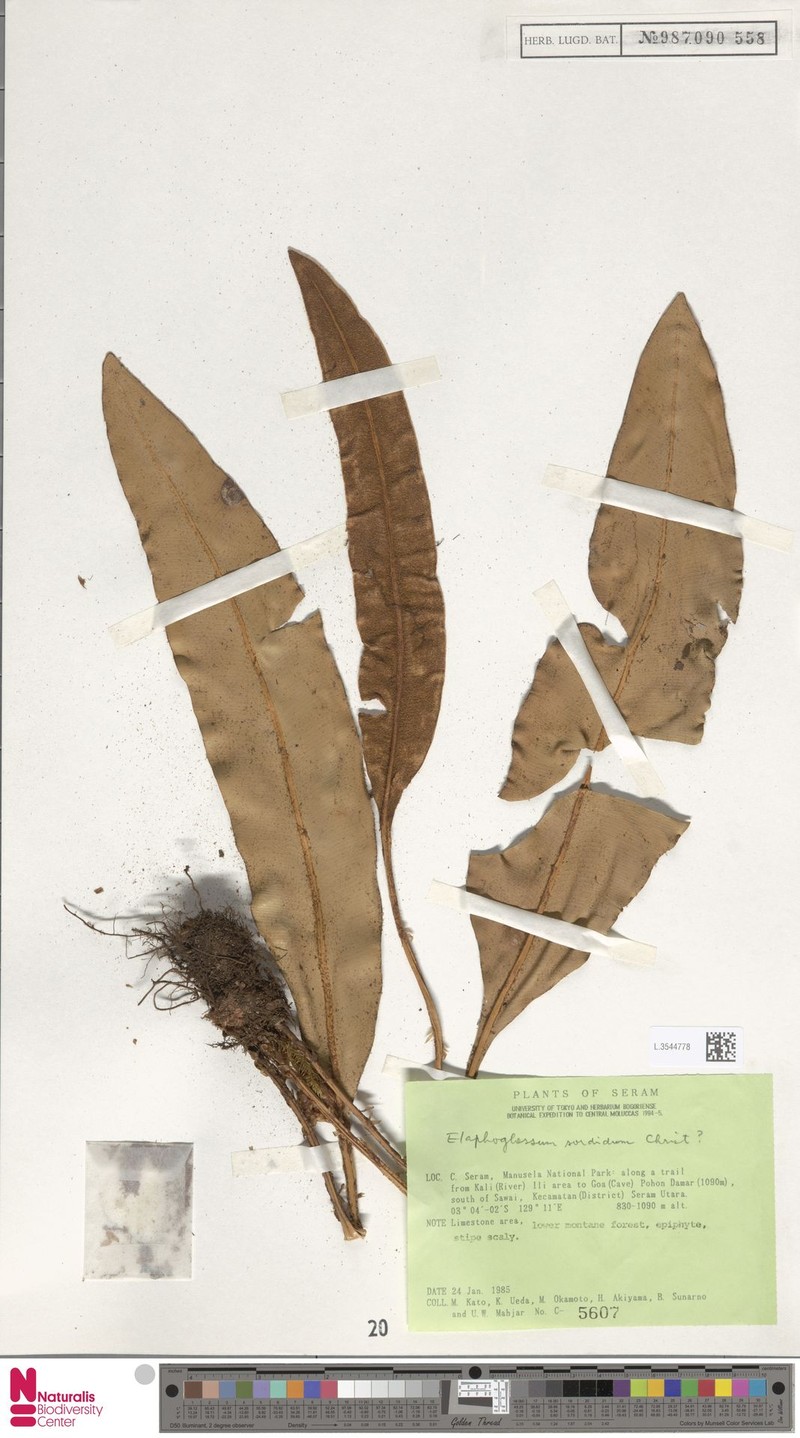 Elaphoglossum sordidum photo 3
