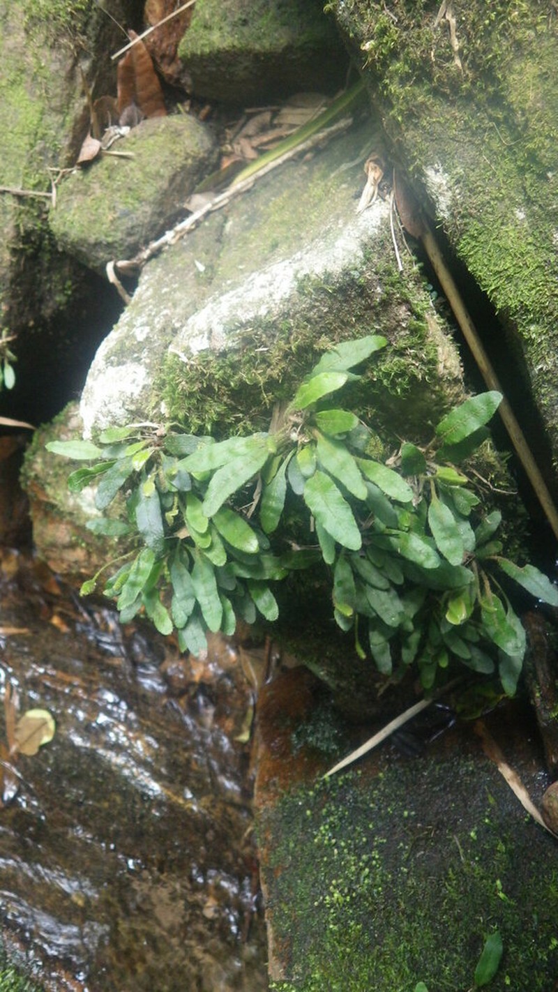 Antilles Tonguefern photo 3