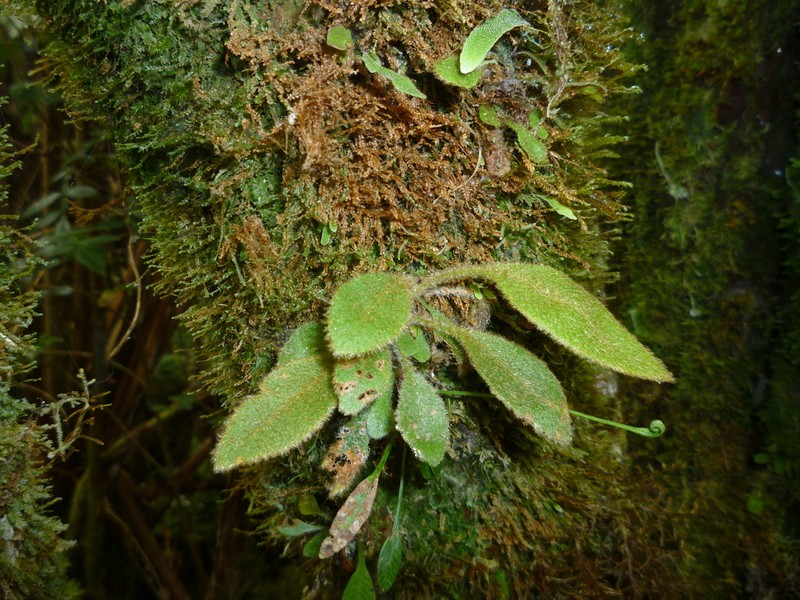 Antilles Tonguefern photo 5