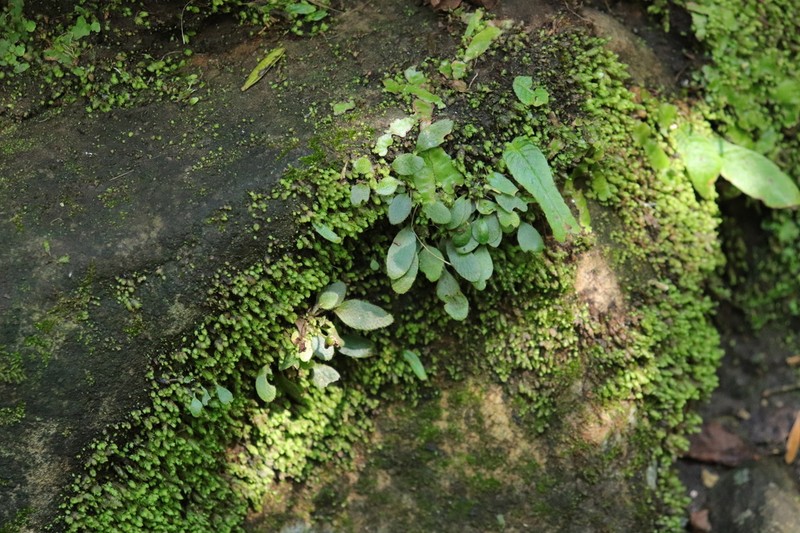 Antilles Tonguefern photo 6