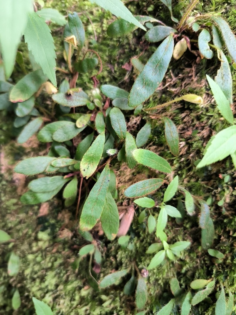 Elaphoglossum spatulatum