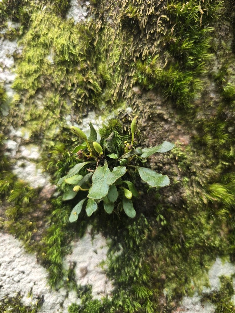 Elaphoglossum spatulatum photo 2