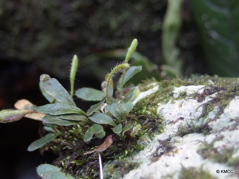 Elaphoglossum spatulatum photo 3