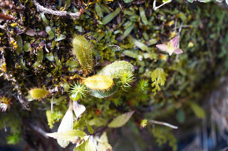 Elaphoglossum spatulatum photo 4