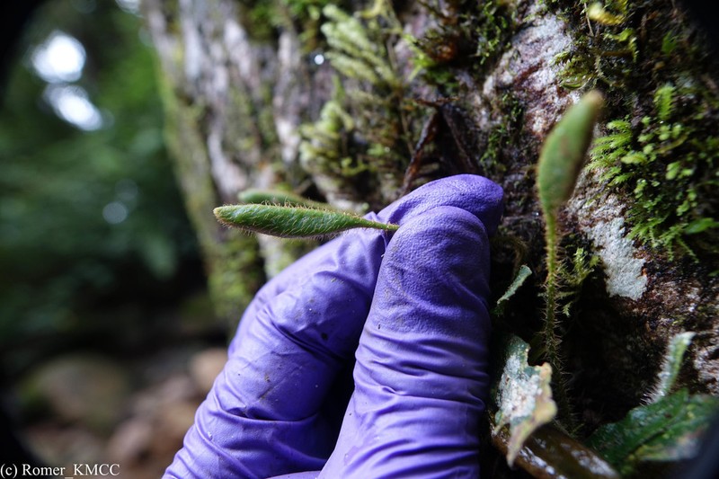 Elaphoglossum spatulatum photo 5