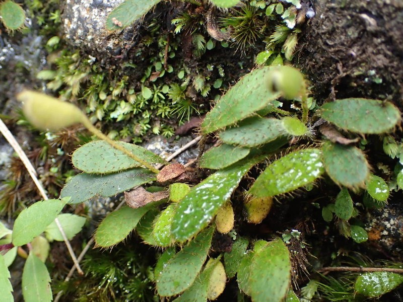 Elaphoglossum spatulatum photo 6