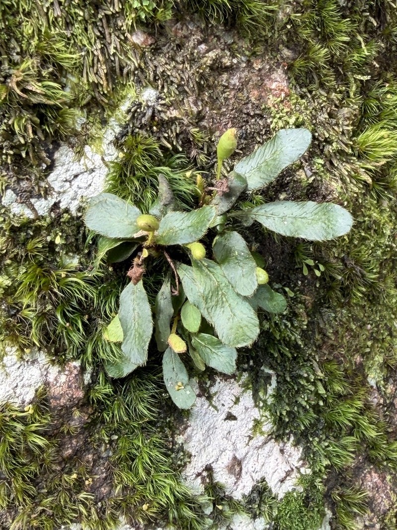 Elaphoglossum spatulatum photo 7