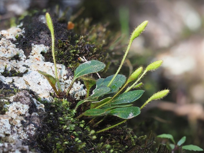 Elaphoglossum spatulatum photo 8