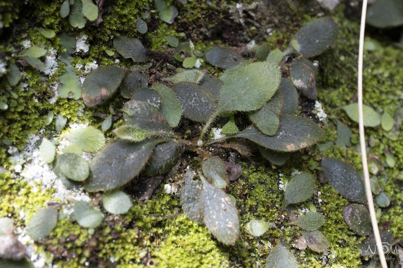 Elaphoglossum spatulatum var. spatulatum