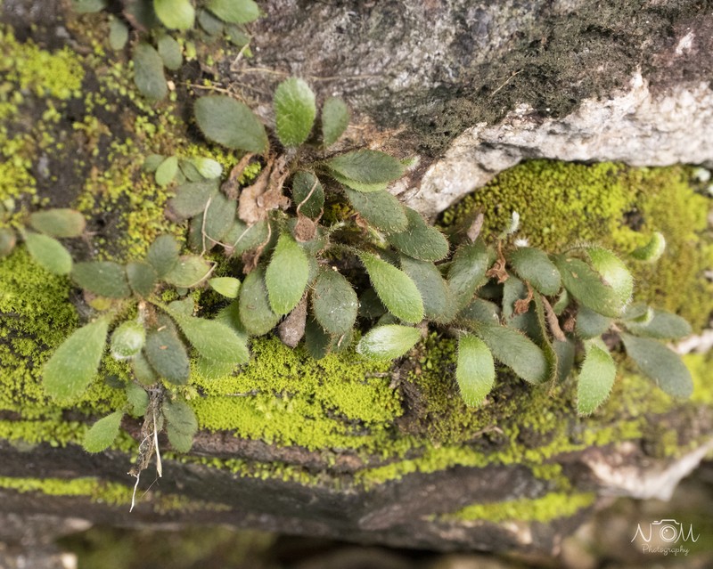 Elaphoglossum spatulatum var. spatulatum photo 2