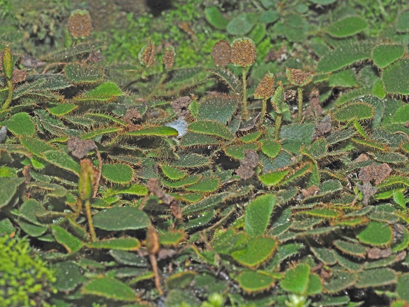 Elaphoglossum spatulatum var. spatulatum photo 3