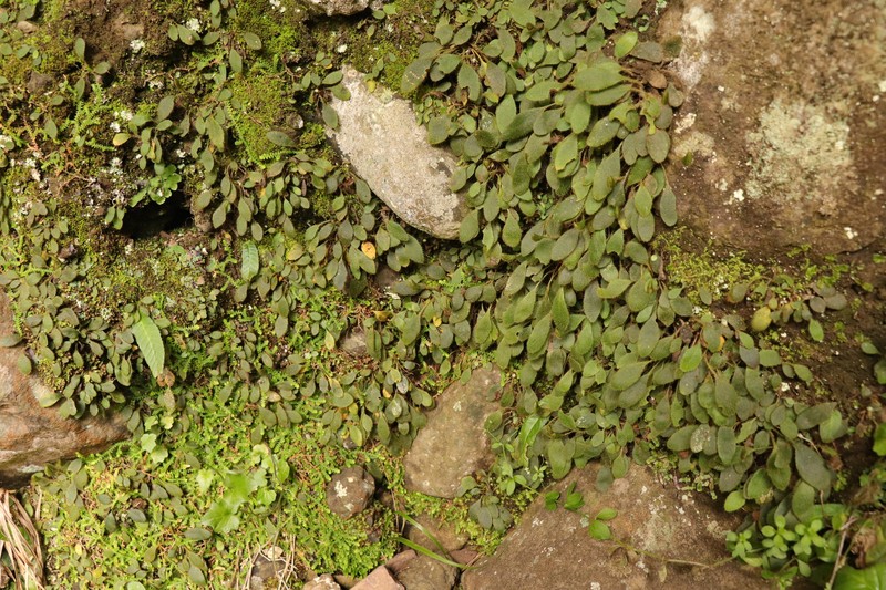 Elaphoglossum spatulatum var. spatulatum photo 4