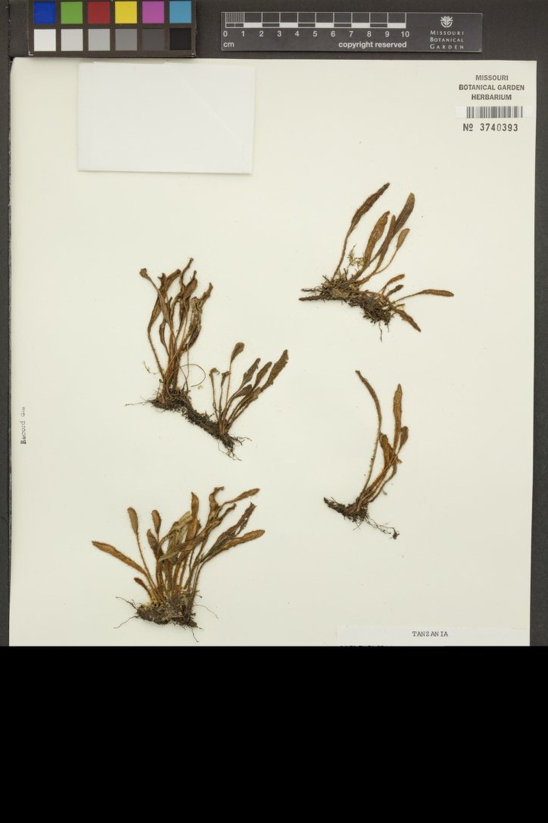 Elaphoglossum spatulatum var. uluguruense