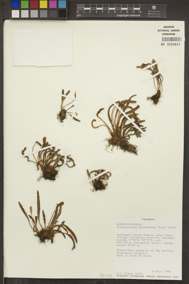 Elaphoglossum spatulatum var. uluguruense photo 2