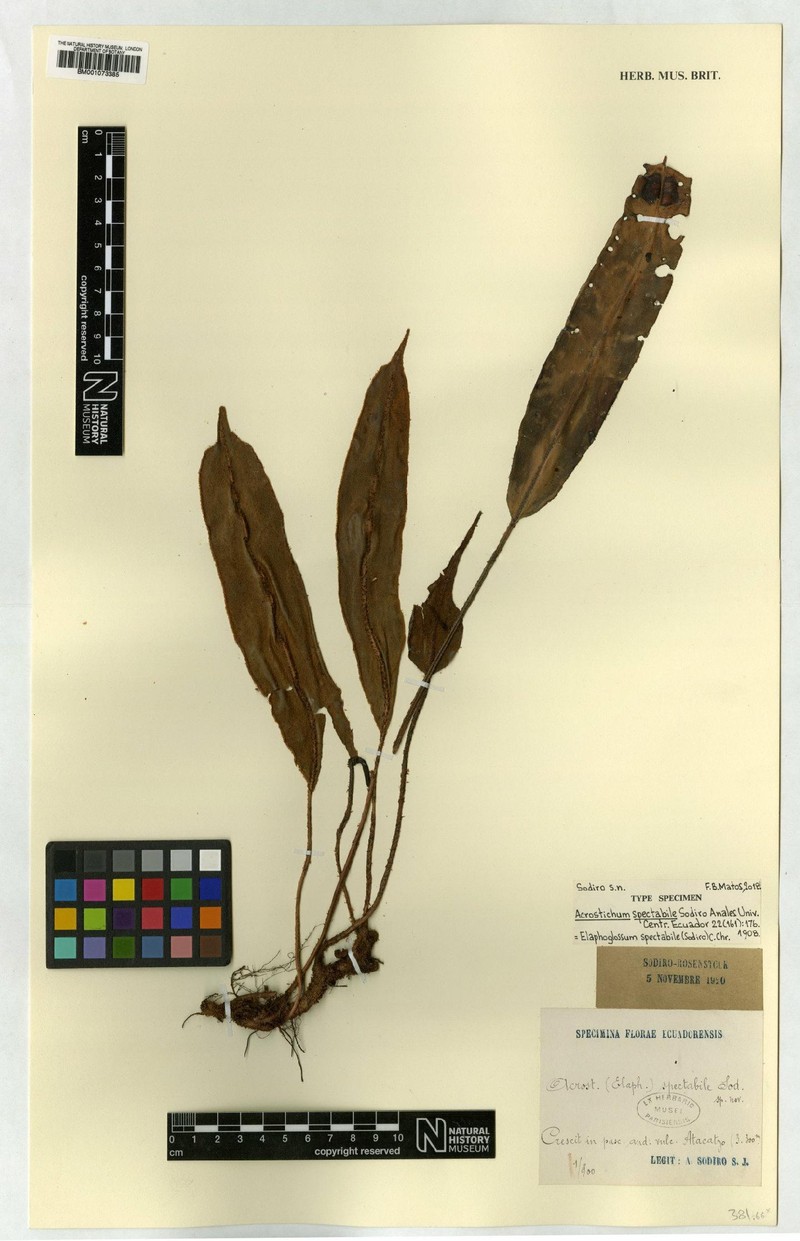 Elaphoglossum spectabile