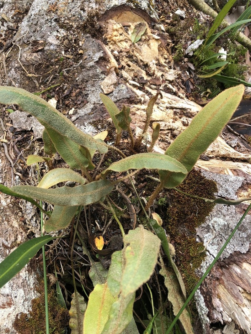 Elaphoglossum splendens photo 2