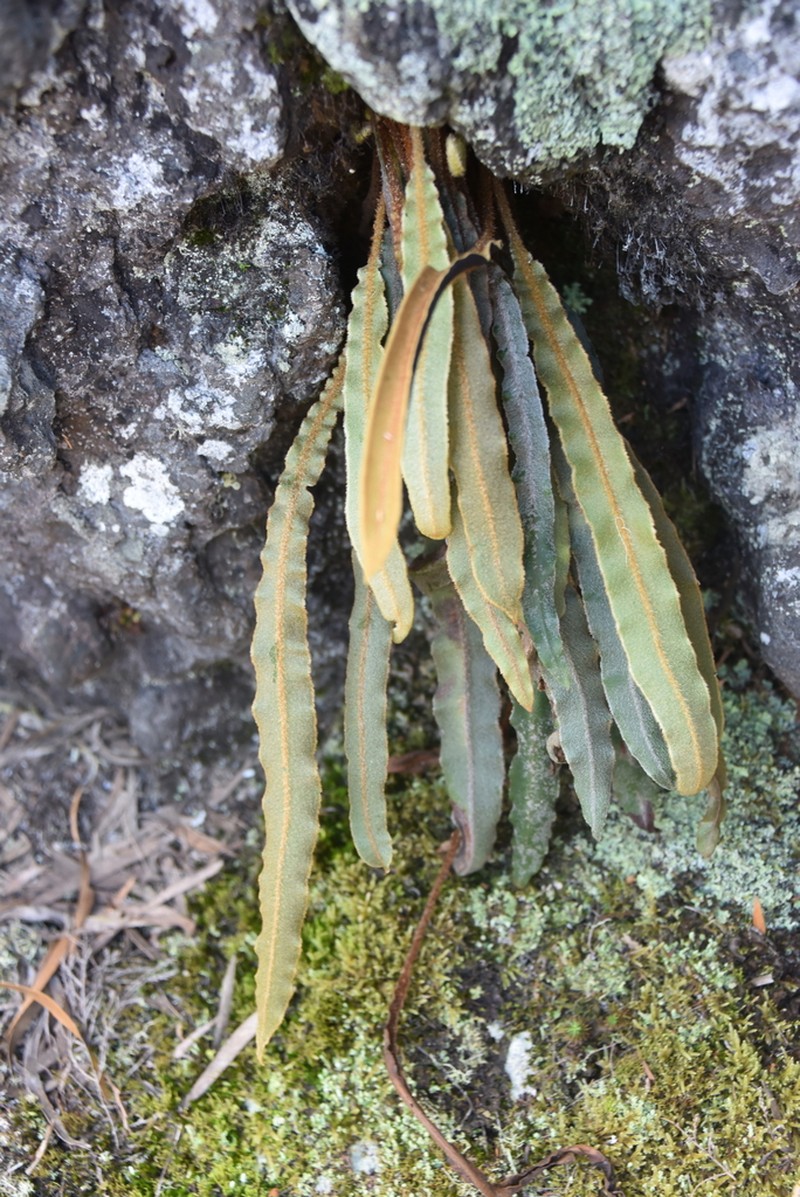 Elaphoglossum splendens photo 3