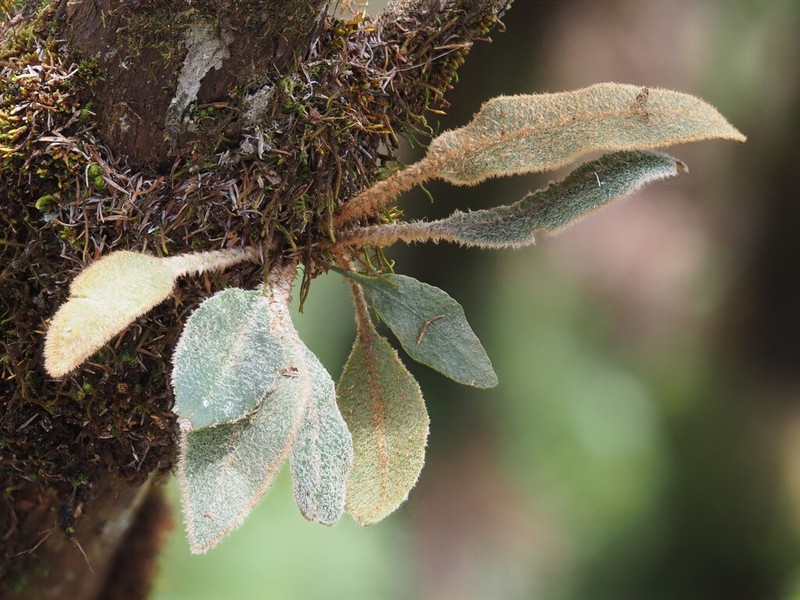 Elaphoglossum splendens photo 4
