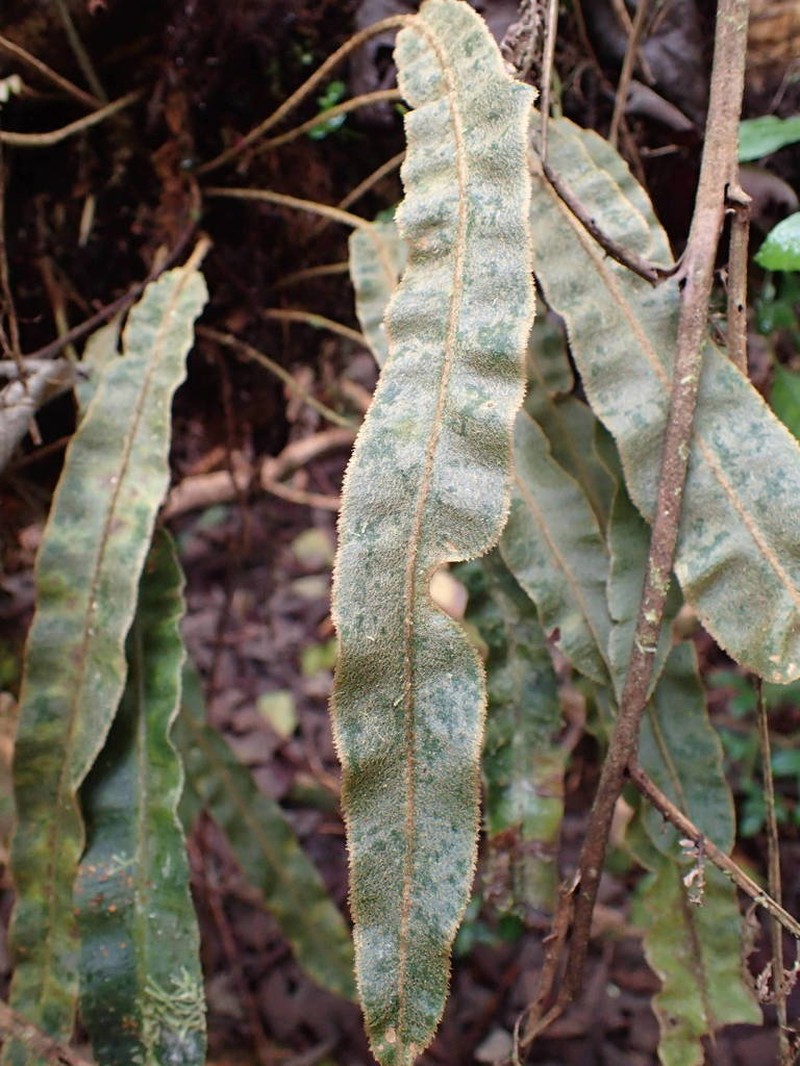 Elaphoglossum splendens photo 5