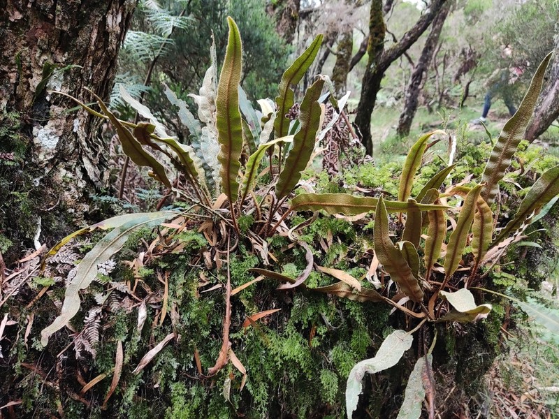 Elaphoglossum splendens photo 6