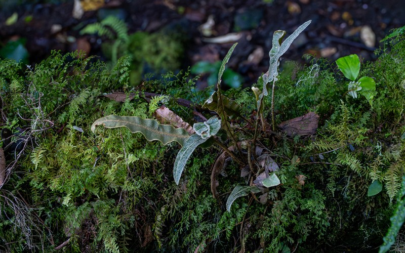 Elaphoglossum splendens photo 7