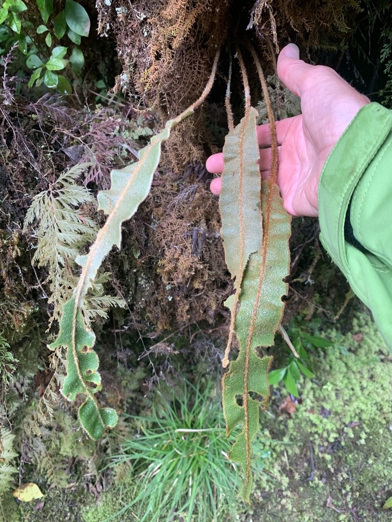 Elaphoglossum splendens photo 8