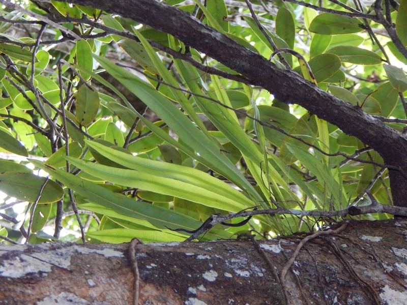 Elaphoglossum sporadolepis