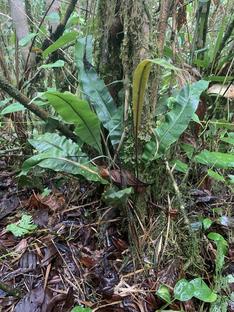 Elaphoglossum sporadolepis photo 2