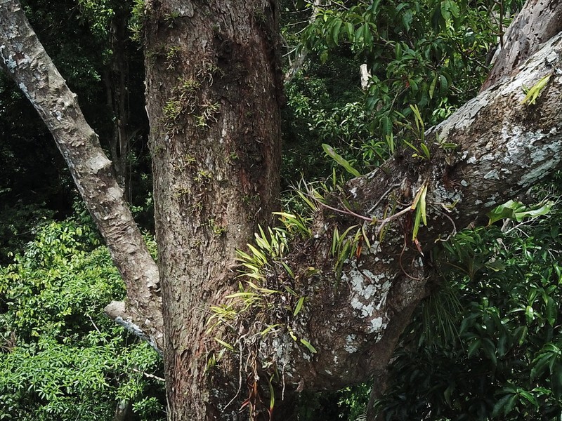 Elaphoglossum sporadolepis photo 3