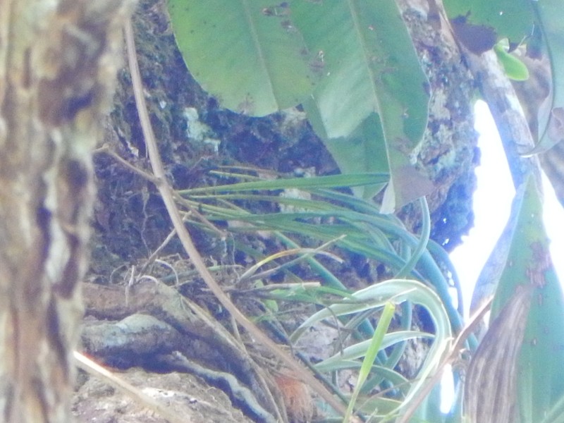 Elaphoglossum sporadolepis photo 4