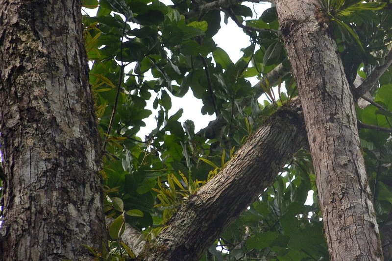 Elaphoglossum sporadolepis photo 5