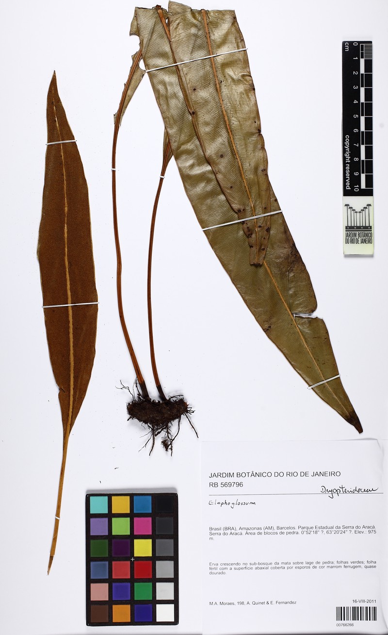 Elaphoglossum sporadolepis photo 6