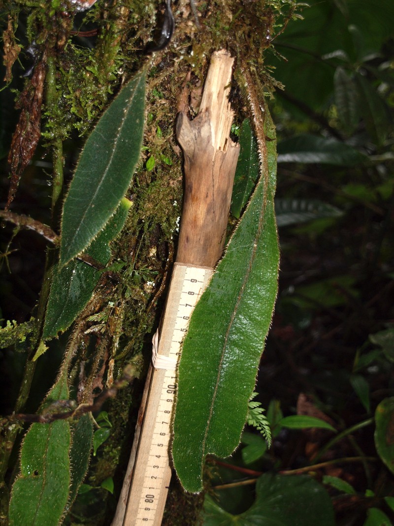 Elaphoglossum sprucei