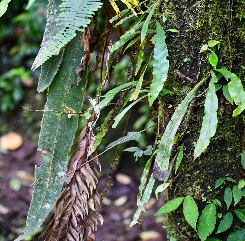Elaphoglossum sprucei photo 2