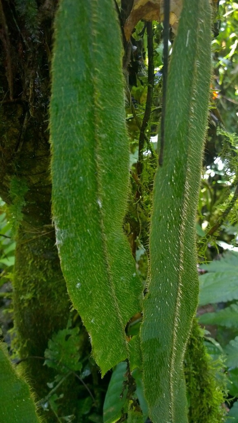 Elaphoglossum sprucei photo 3