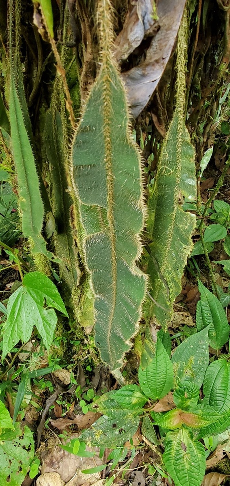 Elaphoglossum sprucei photo 4