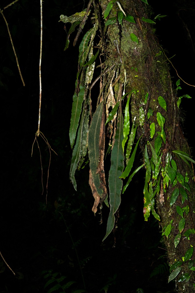 Elaphoglossum sprucei photo 5