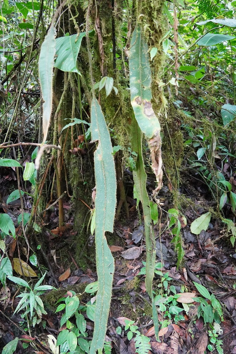 Elaphoglossum sprucei photo 6