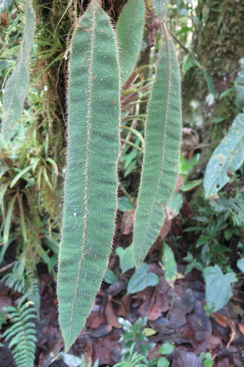 Elaphoglossum sprucei photo 7