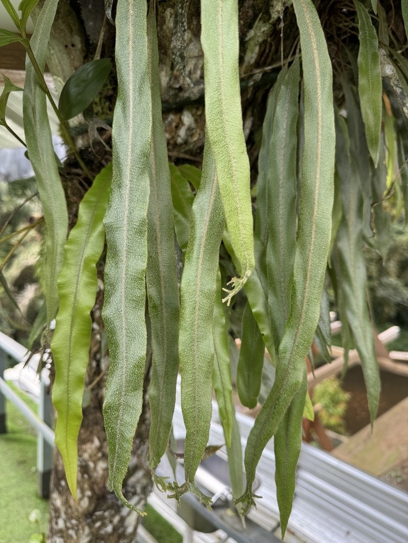 Elaphoglossum sprucei photo 8