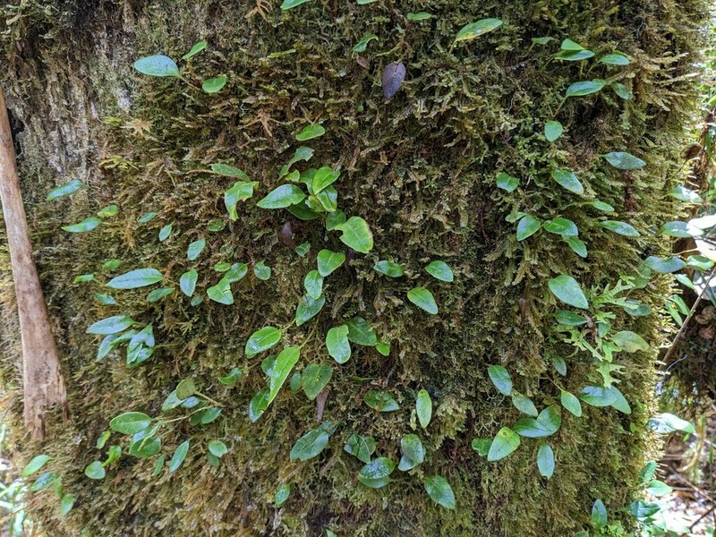 Elaphoglossum squamipes