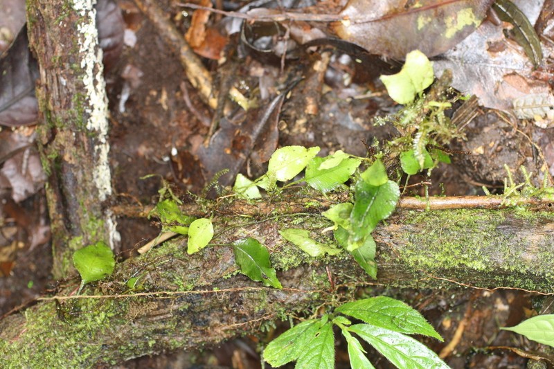 Elaphoglossum squamipes photo 2